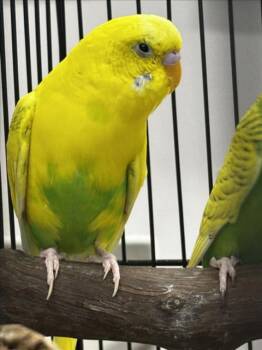 Budgie Budgerigar Birds Available for Adoption - SUNNY | PetCurious