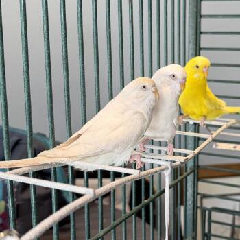 Brussel Sprout *Bonded w/ Mr. Pickles* -  Parakeet Bird for Adoption in Kennebunk, Maine - Brussel Sprout *Bonded W/ Mr. Pickles* | PetCurious