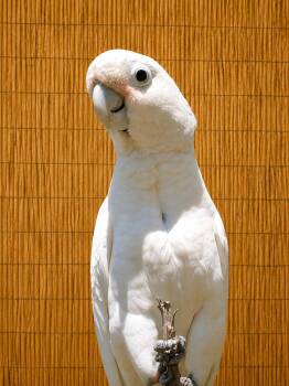 Pumpkin The Goffins Cockatoo Available after 07/08 -  Cockatoo Bird for Adoption in Vancouver, Washington - Pumpkin The Goffins Cockatoo Available After 07/08 | PetCurious