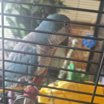 Mo -  Conure Bird for Adoption in Carlin, Nevada - Mo | PetCurious