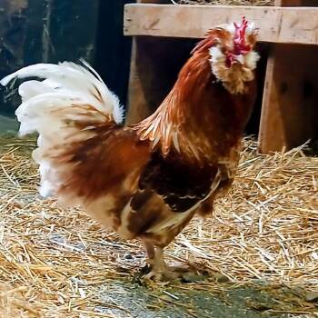 Fred -  Chicken Bird for Adoption in Fairport, New York - Fred | PetCurious