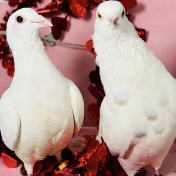 Pigeon Birds Available for Adoption - Banoffee & Little Apple Pie (married Couple) | PetCurious