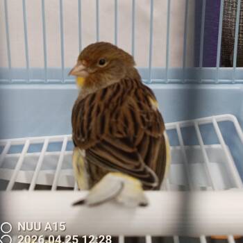 Canary Birds Available for Adoption in Modesto, California - Zeb | PetCurious