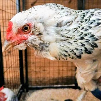 Ari -  Chicken Bird for Adoption in Fairport, New York - Ari | PetCurious