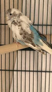 Budgie Budgerigar Birds Available for Adoption - Minecraft | PetCurious