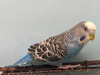 Mozart -  Parakeet Bird for Adoption in Woodbury, Minnesota - Mozart | PetCurious