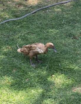 Coco -  Duck Bird for Adoption in Eagle Mountain, Utah - Coco | PetCurious