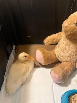 Duck Birds Available for Adoption in Eagle Mountain, Utah - Little One | PetCurious