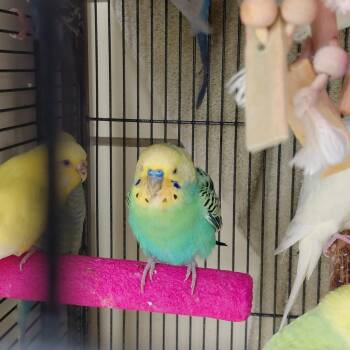 Parakeet Birds Available for Adoption - 25 | PetCurious