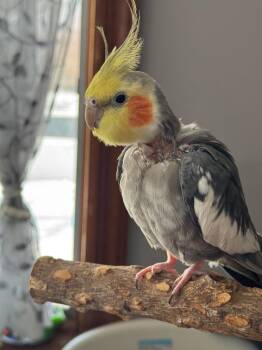 Cockatiel Birds Available for Adoption in Middletown Township, New Jersey - Peeko | PetCurious