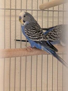 Budgie Budgerigar Birds Available for Adoption in Fairfax, Virginia - Minotaur | PetCurious