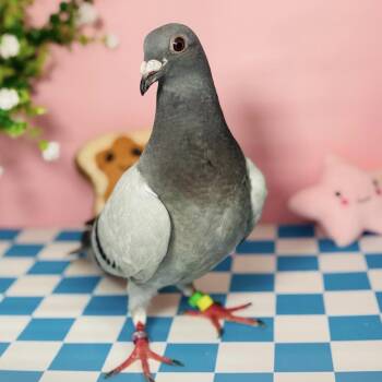 Pigeon Birds Available for Adoption - Treble | PetCurious