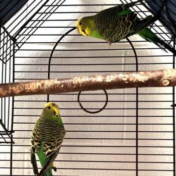 Parakeet #17 -  Parakeet Bird for Adoption in Wheaton, Illinois - Parakeet #17 | PetCurious
