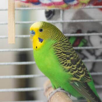 Kiwi -  Parakeet Bird for Adoption in Middletown, Rhode Island - Kiwi | PetCurious