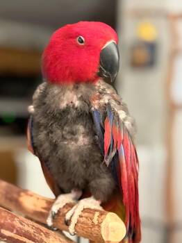 Eclectus Birds Available for Adoption - Cheerio | PetCurious