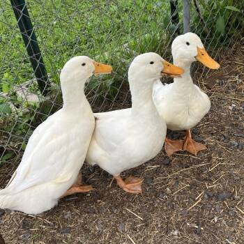 Duey -  Duck Bird for Adoption in Quakertown, Pennsylvania - Duey | PetCurious