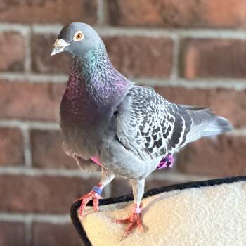 Penelope Pepperina -  Pigeon Bird for Adoption in Chicago, Illinois - Penelope Pepperina | PetCurious