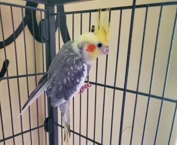 Cockatiel Birds Available for Adoption in Pittsburgh, Pennsylvania - Cockatiel 5(Sparky) | PetCurious