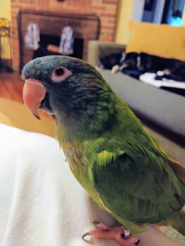 Conure Birds Available for Adoption in Temple Terr, Florida - Ziggy | PetCurious