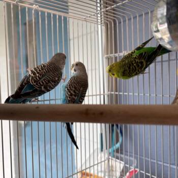 Eagle -  Parakeet Bird for Adoption in Brockton, Massachusetts - Eagle | PetCurious