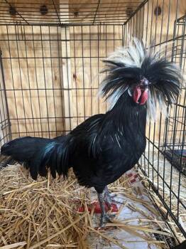 Modo -  Chicken Bird for Adoption in Salinas, California - Modo | PetCurious
