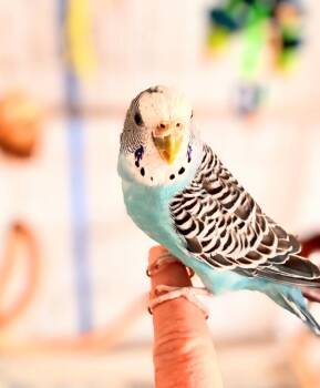Budgie Budgerigar Birds Available for Adoption - Blueberry | PetCurious
