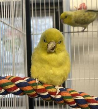 Finch Birds Available for Adoption in Montreal, Quebec - Elva | PetCurious