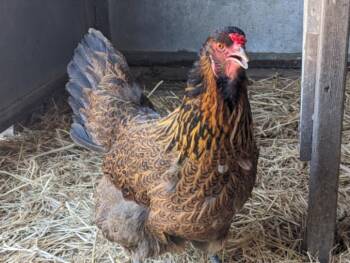 SERRANO -  Chicken Bird for Adoption in Santa Cruz, California - SERRANO | PetCurious