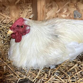 Beak Lively -  Chicken Bird for Adoption in Grand Rapids, Michigan - Beak Lively | PetCurious
