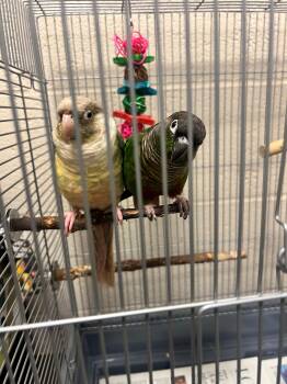 Bert and Ernie EA-324/26 EA-325/26 -  Conure Bird for Adoption in Burlington, Ontario - Bert And Ernie EA-324/26 EA-325/26 | PetCurious