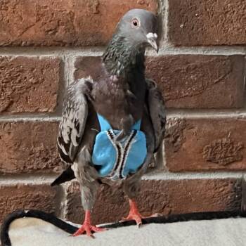 Sparti -  Pigeon Bird for Adoption in Chicago, Illinois - Sparti | PetCurious