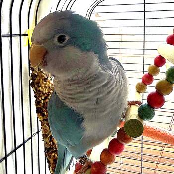 McLovin -  Quaker Parakeet Bird for Adoption in Smithtown, New York - McLovin | PetCurious