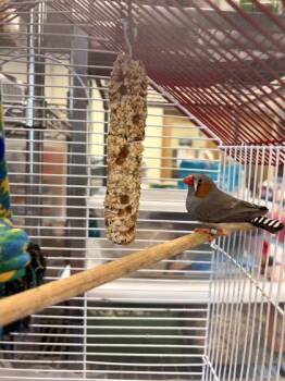 Meep -  Finch Bird for Adoption in Lowell, Massachusetts - Meep | PetCurious