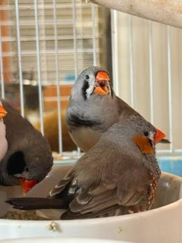 Finch Birds Available for Adoption - Finches 1-4 | PetCurious