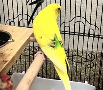 BUTTER -  Budgie Budgerigar Bird for Adoption in Colorado Springs, Colorado - BUTTER | PetCurious