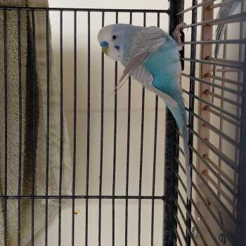 Parakeet Birds Available for Adoption - 31 | PetCurious