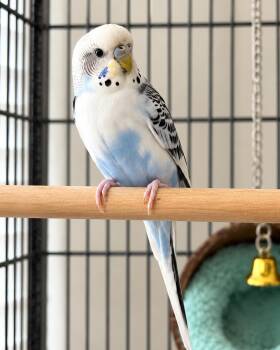 Snowy -  Parakeet Bird for Adoption in Cross Timber, Texas - Snowy | PetCurious