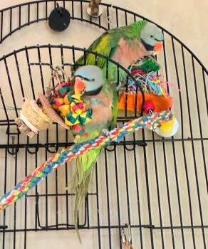 Rocco -  Parakeet Bird for Adoption in Ballwin, Missouri - Rocco | PetCurious