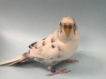 Vivaldi -  Parakeet Bird for Adoption in Woodbury, Minnesota - Vivaldi | PetCurious