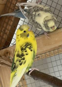 Parakeet Birds Available for Adoption - Cortina & Milano  | PetCurious