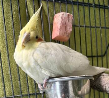 Pearl -  Cockatiel Bird for Adoption in Golden, Colorado - Pearl | PetCurious