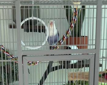 Chip -  Parakeet Bird for Adoption in New York, New York - Chip | PetCurious