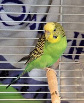Parakeet Birds Available for Adoption - Kiwi | PetCurious