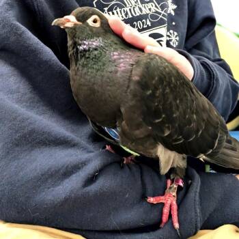 Squeaks -  Pigeon Bird for Adoption in Chicago, Illinois - Squeaks | PetCurious