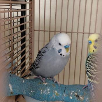 Parakeet Birds Available for Adoption - 12 | PetCurious