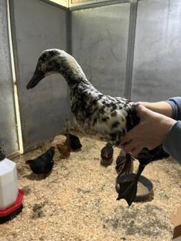 NOVA* -  Duck Bird for Adoption in Santa Cruz, California - NOVA* | PetCurious