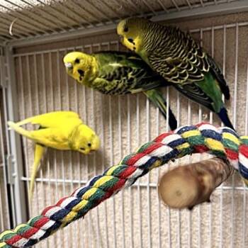 Parakeet #25 -  Parakeet Bird for Adoption in Wheaton, Illinois - Parakeet #25 | PetCurious