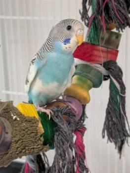 Chou -  Parakeet Bird for Adoption in Montreal, Quebec - Chou | PetCurious