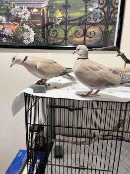 Dove Birds Available for Adoption in Anchorage, Alaska - Jeri And Bosco (Anchorage) | PetCurious