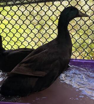 Kevin Heart -  Duck Bird for Adoption in Golden, Colorado - Kevin Heart | PetCurious